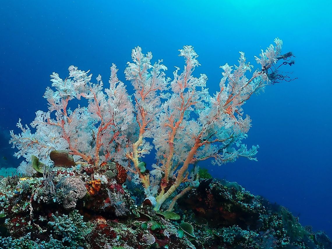 Soft Corals - Melithaea sp Huge size Soft Corals similar to Seafans make impressive sights among the coral reefs. Corals,Indonesia,Komodo,Melithaea,Melithaea sp,Soft Corals