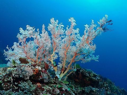 Soft Corals - Melithaea sp Huge size Soft Corals similar to Seafans make impressive sights among the coral reefs. Corals,Indonesia,Komodo,Melithaea,Melithaea sp,Soft Corals