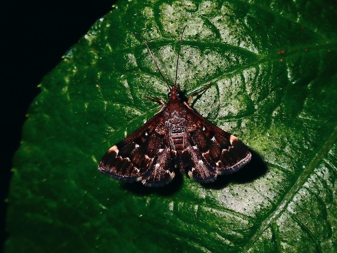 Moth - Piletocera sp.  French Polynesia,Moth,Piletocera,Piletocera sp,Tahiti