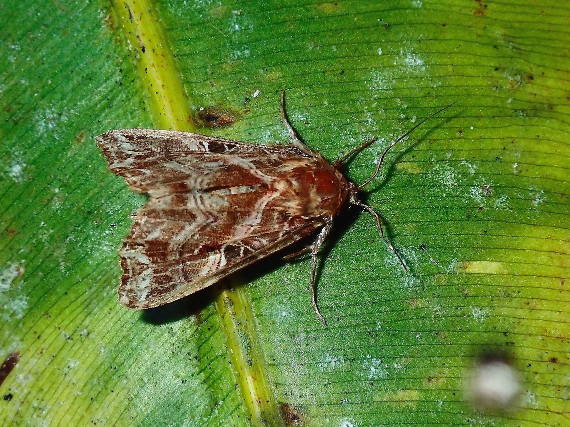 Fern Moth -  Callopistria sp.  Callopistria,Callopistria sp,Fern Moth,French Polynesia,Moth,Tahiti