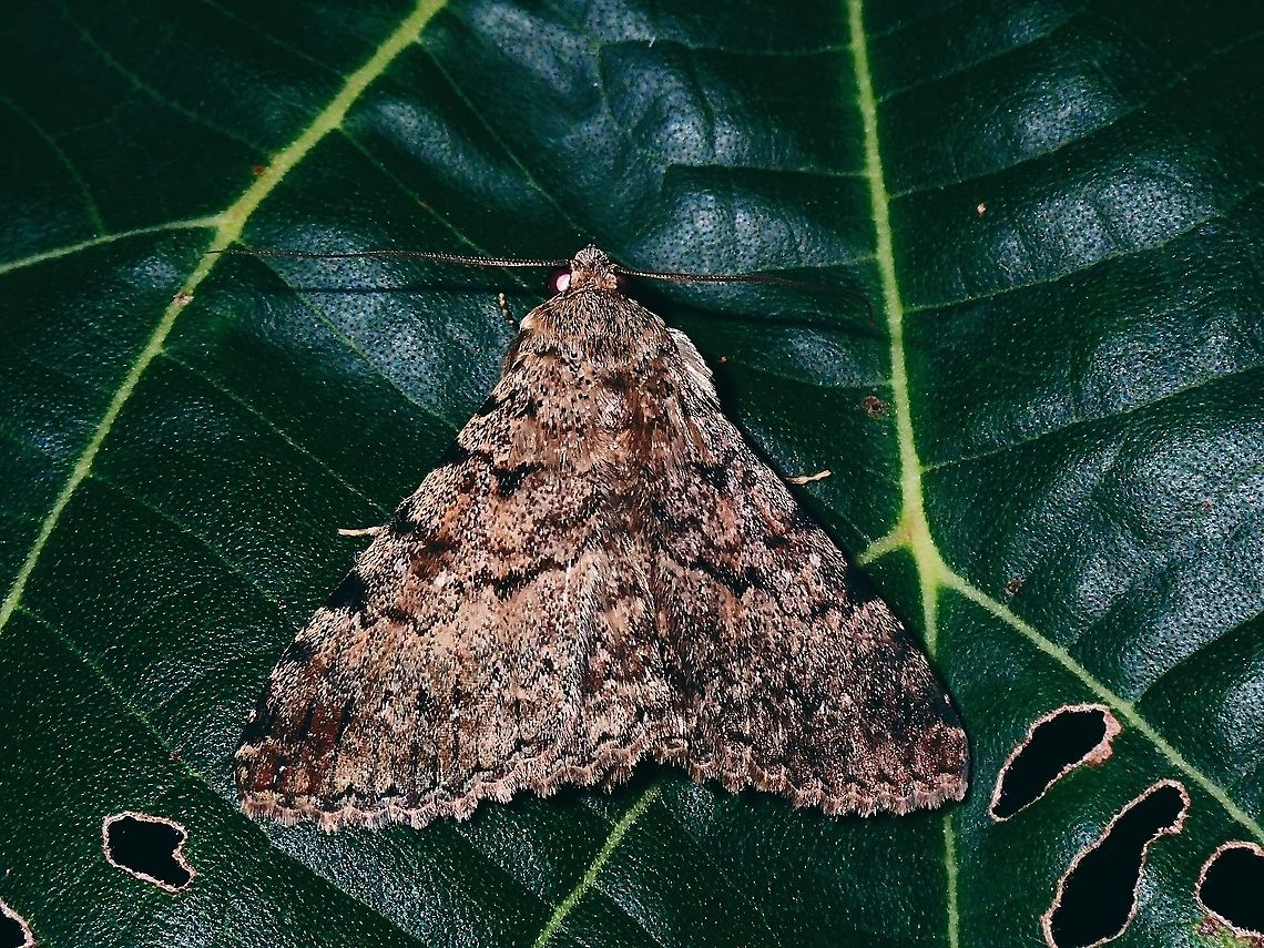 Moth - Polydesma boarmoides  French Polynesia,Moth,Polydesma boarmoides,Tahiti