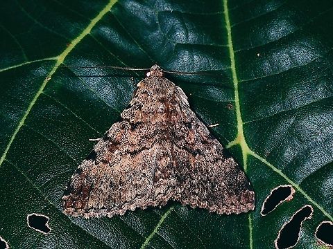 Moth - Polydesma boarmoides French Polynesia,Moth,Polydesma boarmoides,Tahiti