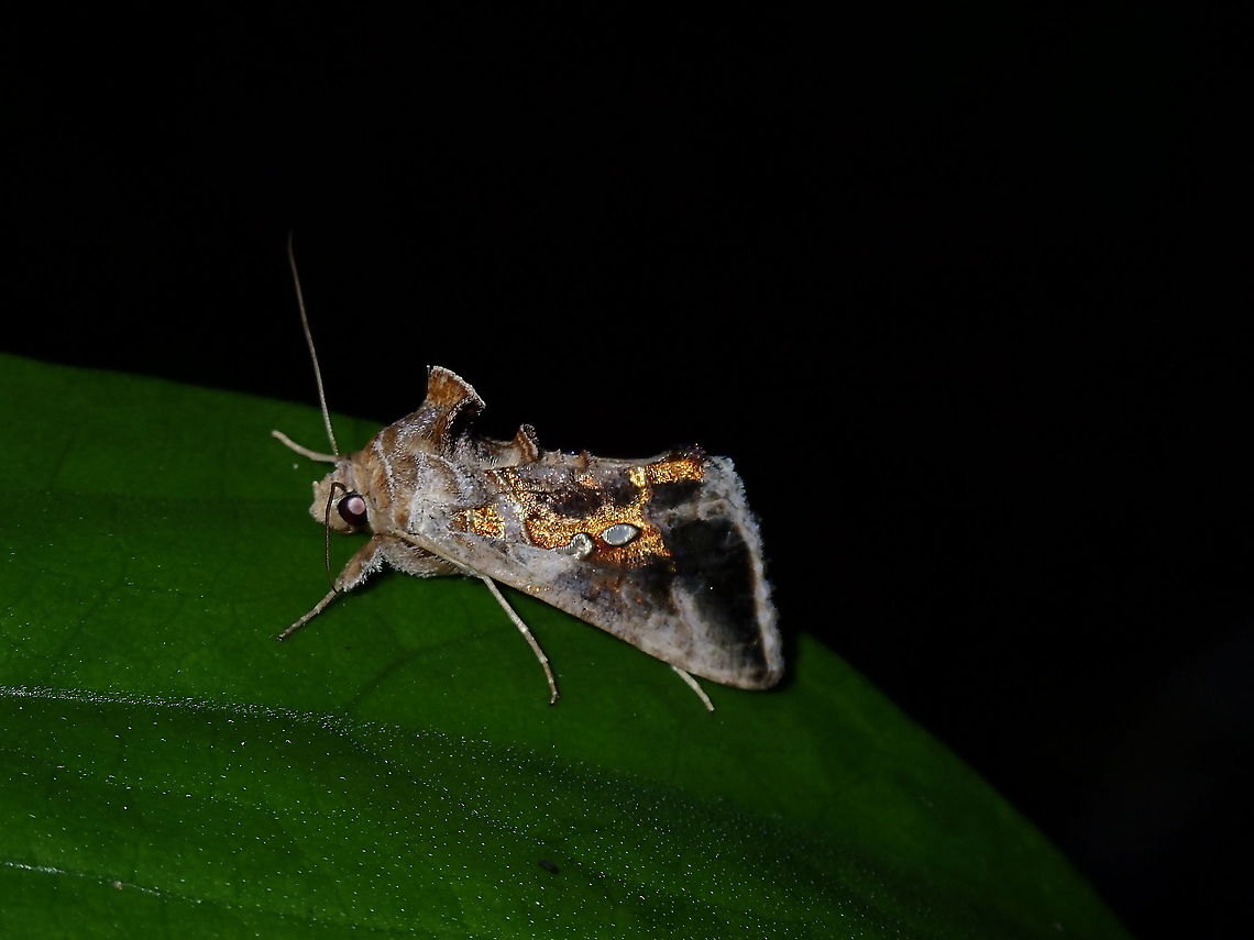 Specks of Gold Soybean Looper Moth - Chrysodeixis sp. Chrysodeixis,Chrysodeixis sp,French Polynesia,Moth,Plusiinae,Soybeen Looper Moth,Tahiti