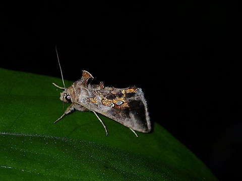 Specks of Gold Soybean Looper Moth - Chrysodeixis sp. Chrysodeixis,Chrysodeixis sp,French Polynesia,Moth,Plusiinae,Soybeen Looper Moth,Tahiti