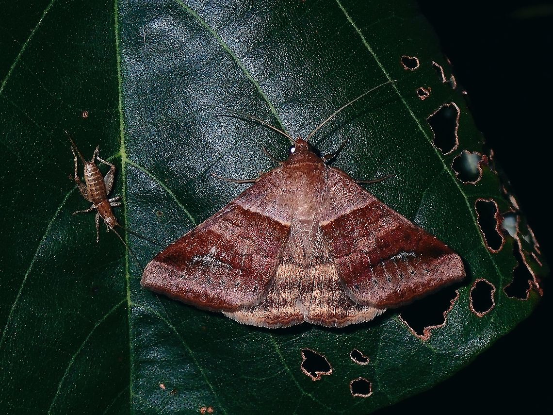 Moth - Mocis sp.  French Polynesia,Mocis,Mocis sp,Moth,Tahiti