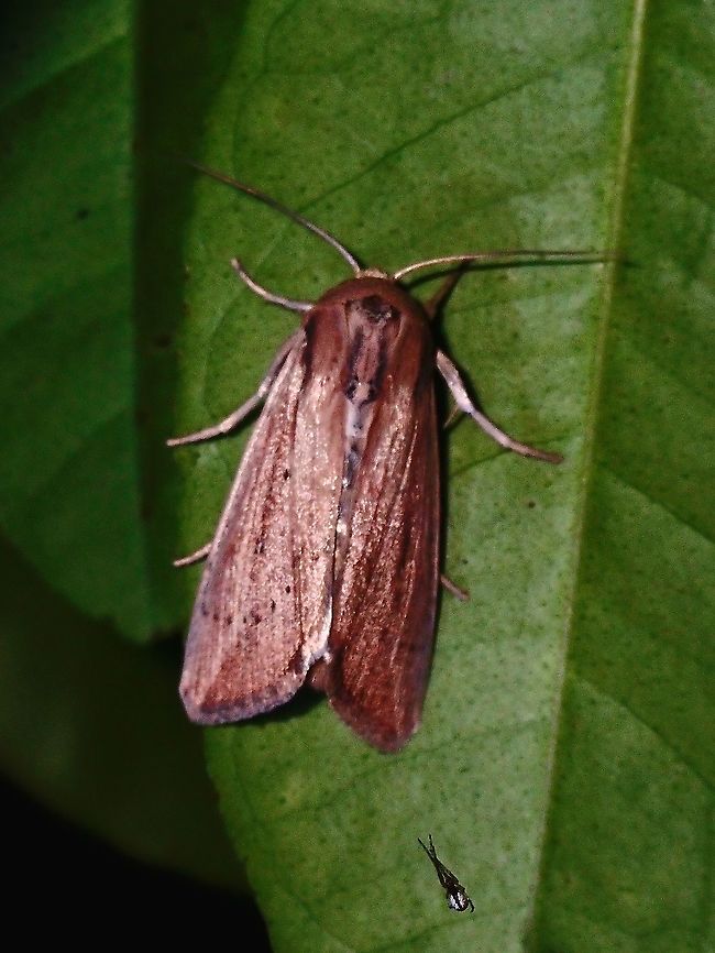 Wainscot Moth Wainscot Moth from the Tribe Leucaniini. French Polynesia,Leucaniini,Moth,Tahiti,Wainscot Moth