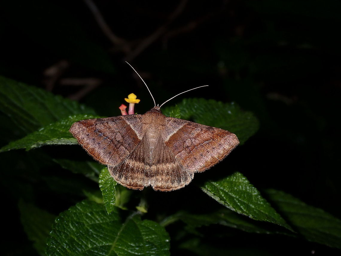 Moth - Mocis sp.  French Polynesia,Mocis,Mocis sp,Mocis trifasciata,Moth,Tahiti
