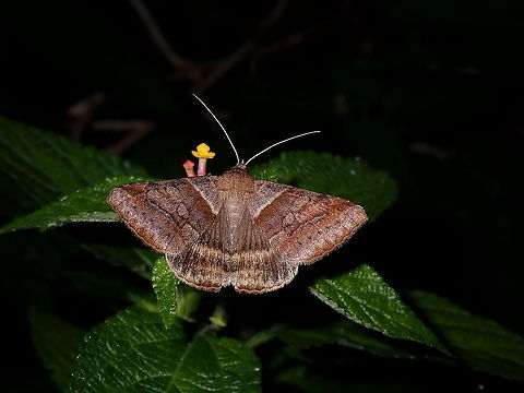 Moth - Mocis sp.  French Polynesia,Mocis,Mocis sp,Mocis trifasciata,Moth,Tahiti
