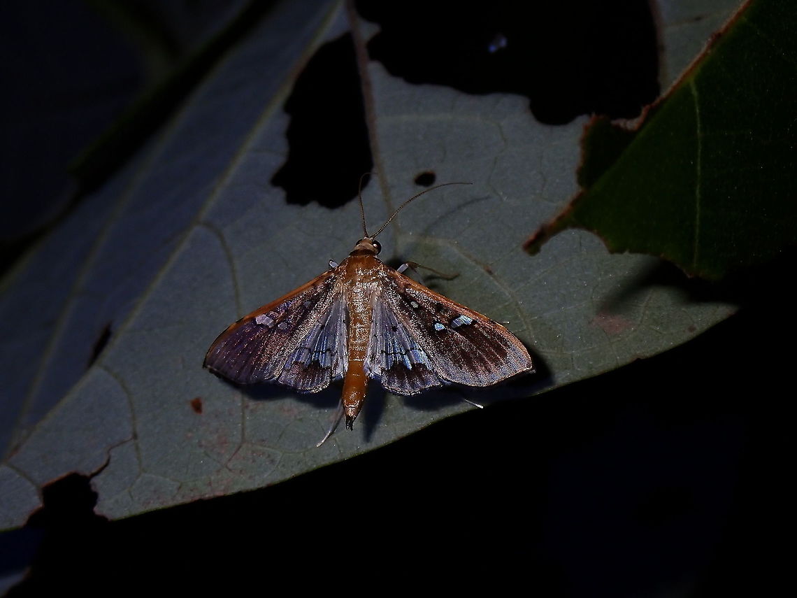 Pearl Moth - Mocis sp.  French Polynesia,Mocis,Mocis sp,Pearl Moth,Tahiti