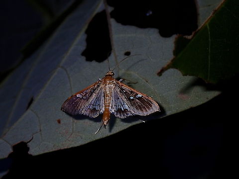 Pearl Moth - Mocis sp.  French Polynesia,Mocis,Mocis sp,Pearl Moth,Tahiti