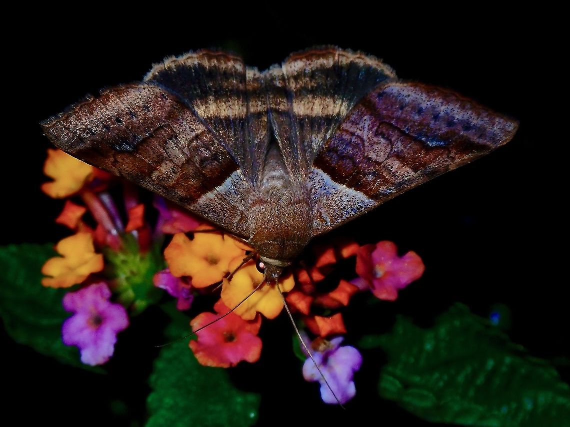 Moth - Mocis sp.  French Polynesia,Mocis,Mocis sp,Moth,Tahiti