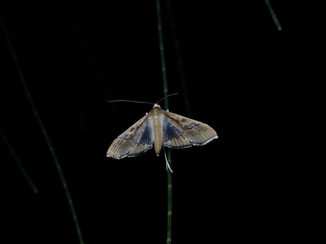 Moth - Maruca cf vitrata Not definitely certain with the ID, Maruca vitrata seems to be a very widespread species and not sure if they are also found in Tahiti. Bean pod borer,French Polynesia,Maruca,Maruca sp,Maruca vitrata,Tahiti