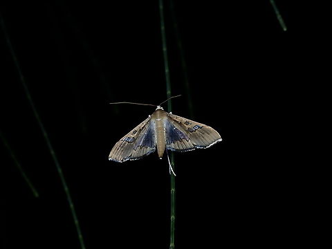 Moth - Maruca cf vitrata Not definitely certain with the ID, Maruca vitrata seems to be a very widespread species and not sure if they are also found in Tahiti. Bean pod borer,French Polynesia,Maruca,Maruca sp,Maruca vitrata,Tahiti