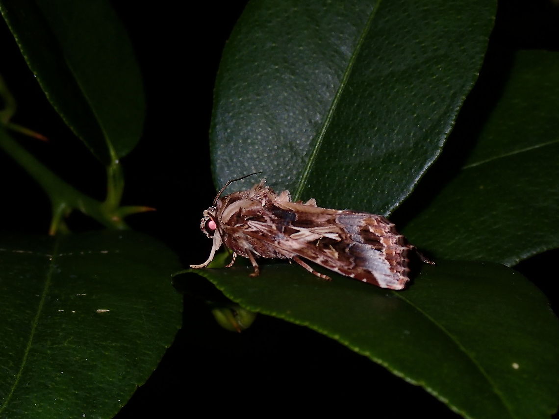 Oriental Leafworm Moth - Spodoptera litura  French Polynesia,Moth,Oriental Leafworm Moth,Spodoptera litura,Tahiti,Tobacco cutworm