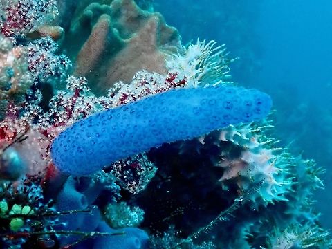 Sea Squirt - Sigillina sp.  Indonesia,Komodo,Sea Squirt,Sigillina,Sigillina sp