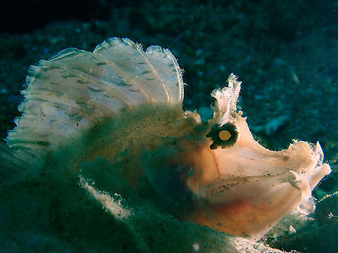 Translucent An attempt to show the translucent features of this Paddle Flap Rhinopias using back-lit lighting. Anilao,Batangas,Fish,Paddle Flap Rhinopias,Paddle-Flap Scorpionfish,Philippines,Rhinopias,Rhinopias eschmeyeri