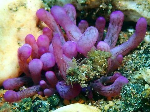 Cockscrew Anemone - Macrodactyla doreensis Cockscrew Sea Anemoe - Macrodactyla doreensis, next to it is a Simplex Shrimp. Anemone,Anilao,Batangas,Cockscrew Anemone,Corkscrew Tentacle Sea Anemone,Macrodactyla doreensis,Philippines