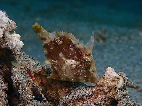 Whitebar Filefish - Paramonacanthus choirocephalus  Anilao,Batangas,Filefish,Fish,Paramonacanthus choirocephalus,Philippines,Whitebar Filefish