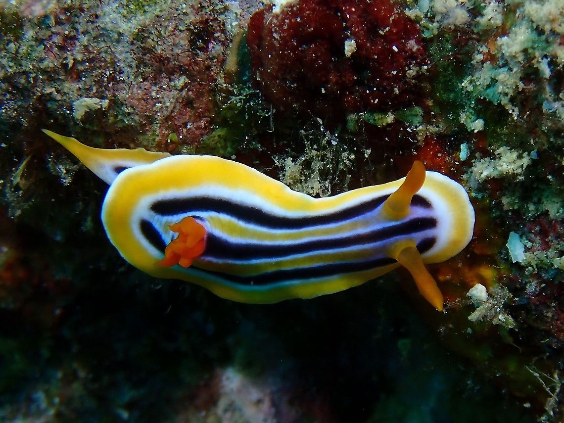 Nudibranch - Chromodoris colemani  Anilao,Batangas,Chromodoris colemani,Nudibranch,Philippines