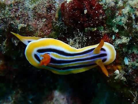 Nudibranch - Chromodoris colemani  Anilao,Batangas,Chromodoris colemani,Nudibranch,Philippines