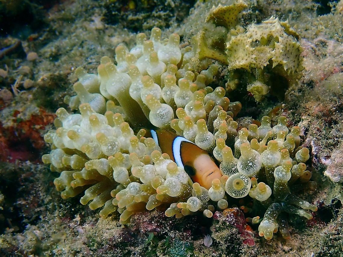 Bubble-Tip Anemone - Entacmaea quadricolor This Bubble-Tip Anemone usually host Anemonefish/Clownfish. Anemone,Anilao,Batangas,Bubble-tip anemone,Entacmaea quadricolor,Philippines,Sea Anemone