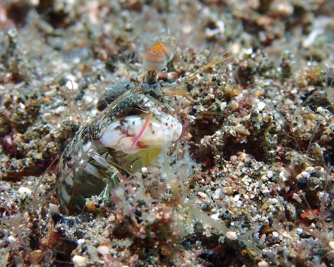 Blue-Spot Mantis Shrimp - Haptosquilla stoliura Its name derives from the blue spots under the head, but in this picture its not visible as its taken from the side. Anilao,Batangas,Blue-Spot Mantis Shrimp,Haptosquilla stoliura,Mantis Shrimp,Philippines,Shrimp