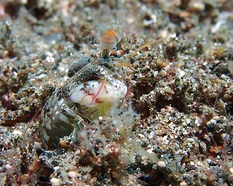 Blue-Spot Mantis Shrimp - Haptosquilla stoliura Its name derives from the blue spots under the head, but in this picture its not visible as its taken from the side. Anilao,Batangas,Blue-Spot Mantis Shrimp,Haptosquilla stoliura,Mantis Shrimp,Philippines,Shrimp
