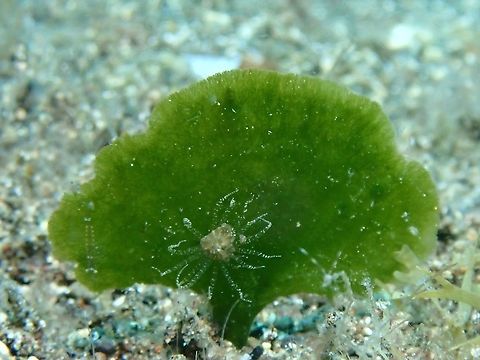 Green Algae - Avrainvillea erecta A paddle-shaped blade (4-5cm wide), usually growing alone, sometime a few near one another. The blade is flat and not ruffled, and may be divided into four or more 'wings'. The flexible blade is made up of a tangle of tiny filaments that give it a velvety texture. The blade is held up on a stiff stalk that may be buried in sand or wedged into crevices. The stalk can be quite long (up to 10cm long), with only a short portion sticking out above the surface. Sometimes, the single blade is divided into three or four 'wings'. Usually dark green sometimes with pale or yellowish edges

This Algae play host to several species of tiny sized Nudibranch including Shaun the Sheep Nudibranch as can be seen here :

https://www.jungledragon.com/image/43424/shaun_the_sheep_nudibranch.html

https://www.jungledragon.com/image/52269/nudibranch_-_costasiella_usagi.html Algae,Anilao,Avrainvillea erecta,Batangas,Green Algae,Philippines