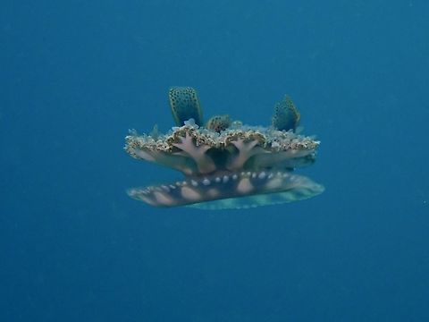 Upside Down Jellyfish - Cassiopea andromeda As their name, Upside Down imply, they tend to swim upside down and quite often can be seen in the sea bottom. Anilao,Batangas,Cassiopea andromeda,Jellyfish,Philippines,Upside Down Jellyfish