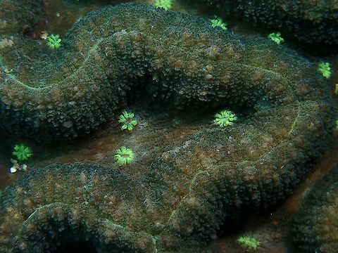 Lobo Corals - Lobophyllia sp. Close-up of lobed brain corals. Anilao,Batangas,Corals,Lobo Corals,Lobophyllia,Lobophyllia sp,Philippines