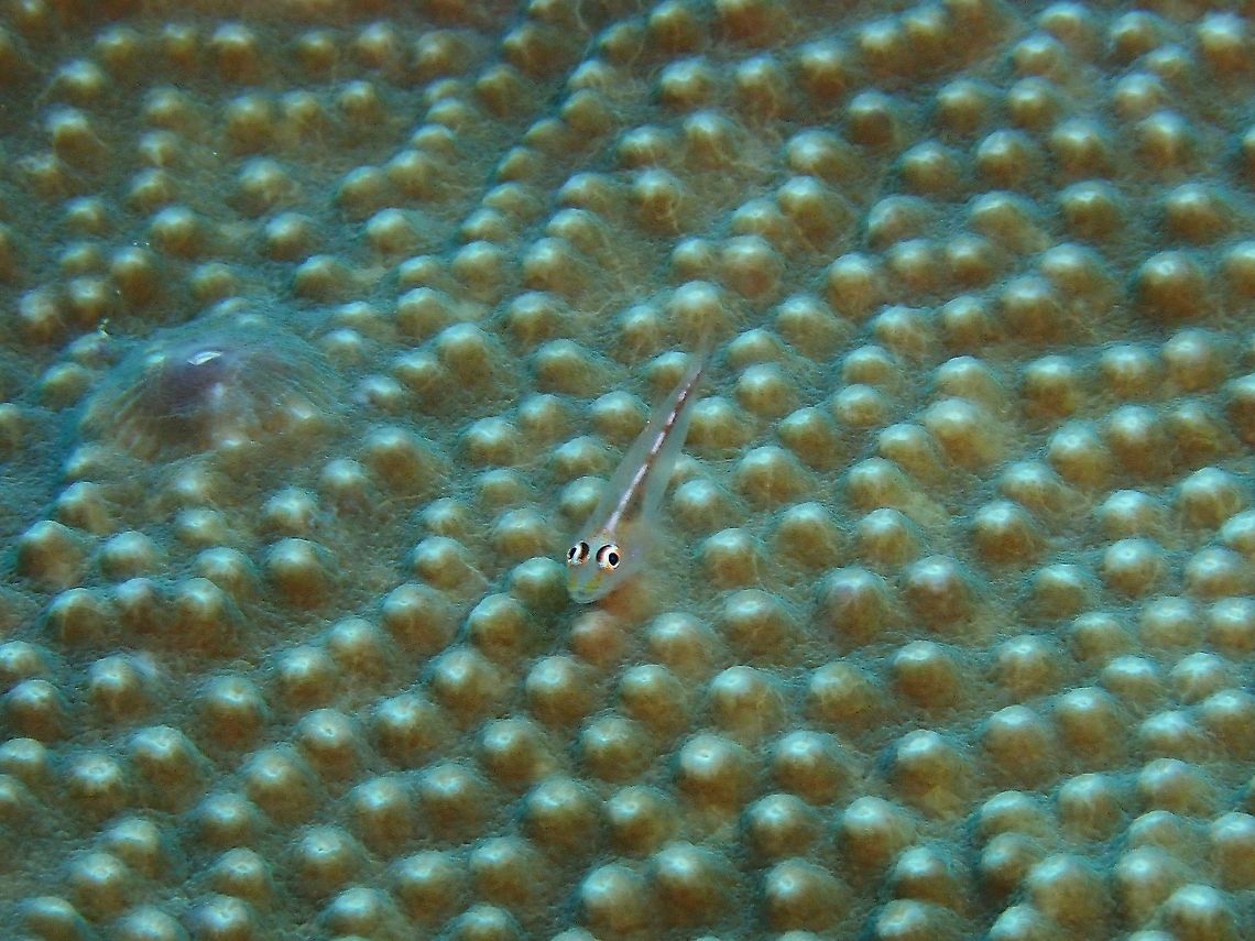 Goby - Pleurosicya sp.  Anilao,Batangas,Fish,Goby,Philippines,Pleurosicya,Pleurosicya sp