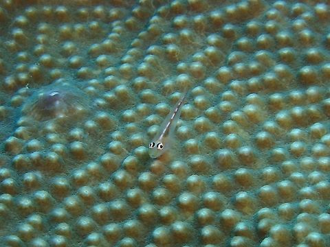Goby - Pleurosicya sp.  Anilao,Batangas,Fish,Goby,Philippines,Pleurosicya,Pleurosicya sp
