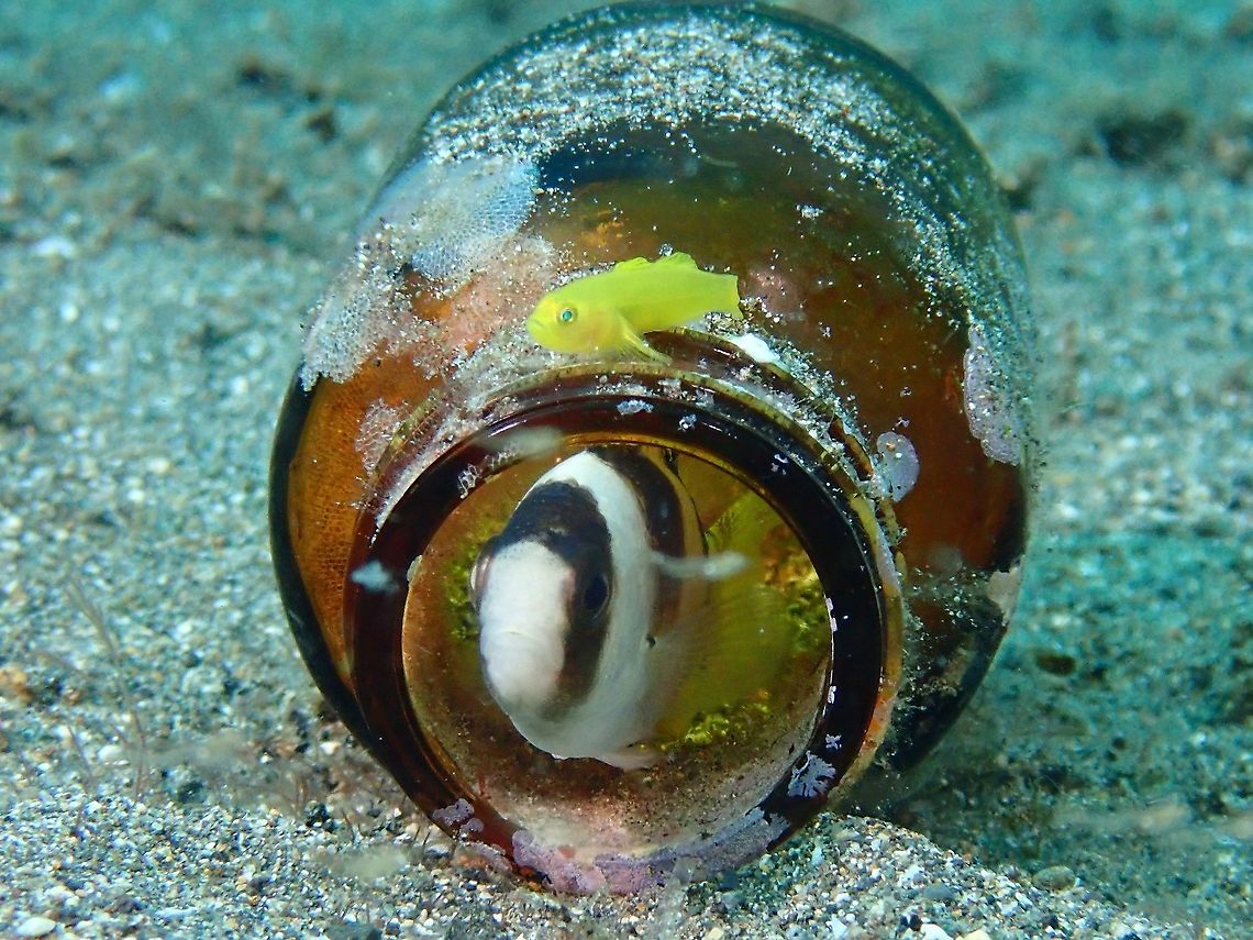 Blackbanded Damsel - Amblypomacentrus breviceps This Blackbanded Damsel - Amblypomacentrus breviceps is taking refuge in the bottle, which is actually the home of the Yellow Goby. Amblypomacentrus breviceps,Anilao,Batangas,Blackbanded Damsel,Damselfish,Fish,Philippines