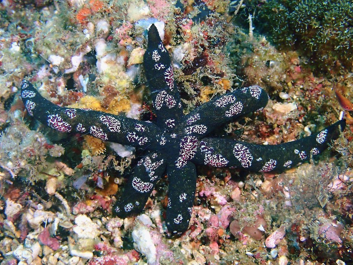 Parasitic Comb Jelly - Coeloplana astericola Sometimes mistaken as Flatworms, Coeloplana astericola are Comb Jellies.<br />
They are parasitic and feeds mostly on sea star.  In the picture, the sea star is heavily infested with this Coeloplana astericola Comb Jelly. Anilao,Batangas,Benthic Comb Jelly,Coeloplana astericola,Comb Jelly,Philippines