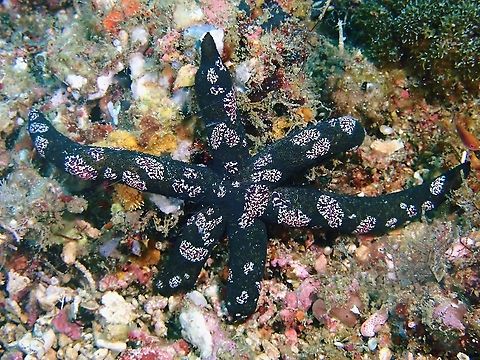 Parasitic Comb Jelly - Coeloplana astericola Sometimes mistaken as Flatworms, Coeloplana astericola are Comb Jellies.
They are parasitic and feeds mostly on sea star.  In the picture, the sea star is heavily infested with this Coeloplana astericola Comb Jelly. Anilao,Batangas,Benthic Comb Jelly,Coeloplana astericola,Comb Jelly,Philippines