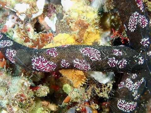 Under Attack! Closer-up look of this Comb Jelly - Coeloplana astericola feeding on the Sea Star.
The string-like looking stuff is the defensive mechanism of the Sea Star, not sure how effective it is to ward off the Comb Jellies. Anilao,Batangas,Coeloplana astericola,Comb Jelly,Philippines