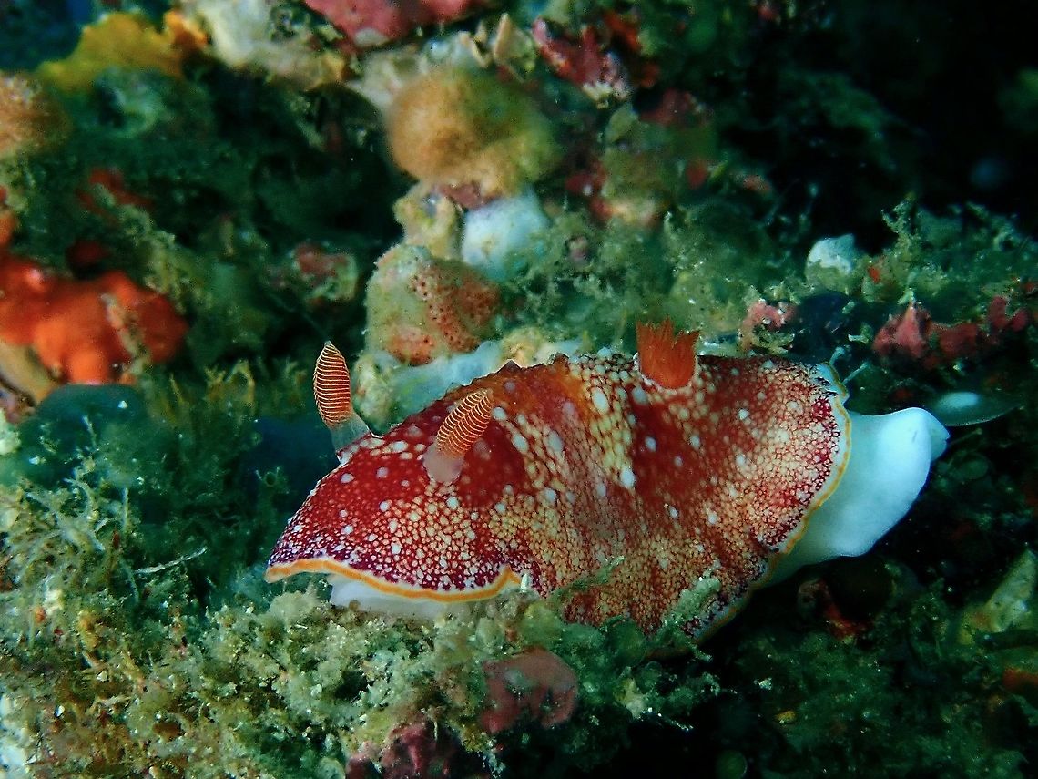 Nudibranch - Goniobranchus sp. This one doesn't looks similar to Goniobranchus reticulatus which is a species more common in Philippines and South East Asia, it could be just a variation but am not certain.  It has some similarity to Goniobranchus tinctorius but Goniobranchus tinctorius is supposedly not reported from tropical Indo-Pacific, but Red Sea and Oman.<br />
<br />
Mentioned in Wikipedia for Goniobranchus tinctorius :<br />
<br />
This species was described from the Red Sea. It also occurs in Oman. It has been reported widely in the tropical Indo-West Pacific but many of the records refer to Goniobranchus reticulatus, Goniobranchus alderi and similarly coloured, undescribed, species. Several of these have been shown to be distinct species by a DNA study.<br />
<br />
 Anilao,Batangas,Goniobranchus,Goniobranchus sp,Nudibranch,Philippines