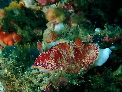 Nudibranch - Goniobranchus sp. This one doesn't looks similar to Goniobranchus reticulatus which is a species more common in Philippines and South East Asia, it could be just a variation but am not certain.  It has some similarity to Goniobranchus tinctorius but Goniobranchus tinctorius is supposedly not reported from tropical Indo-Pacific, but Red Sea and Oman.

Mentioned in Wikipedia for Goniobranchus tinctorius :

This species was described from the Red Sea. It also occurs in Oman. It has been reported widely in the tropical Indo-West Pacific but many of the records refer to Goniobranchus reticulatus, Goniobranchus alderi and similarly coloured, undescribed, species. Several of these have been shown to be distinct species by a DNA study.

 Anilao,Batangas,Goniobranchus,Goniobranchus sp,Nudibranch,Philippines