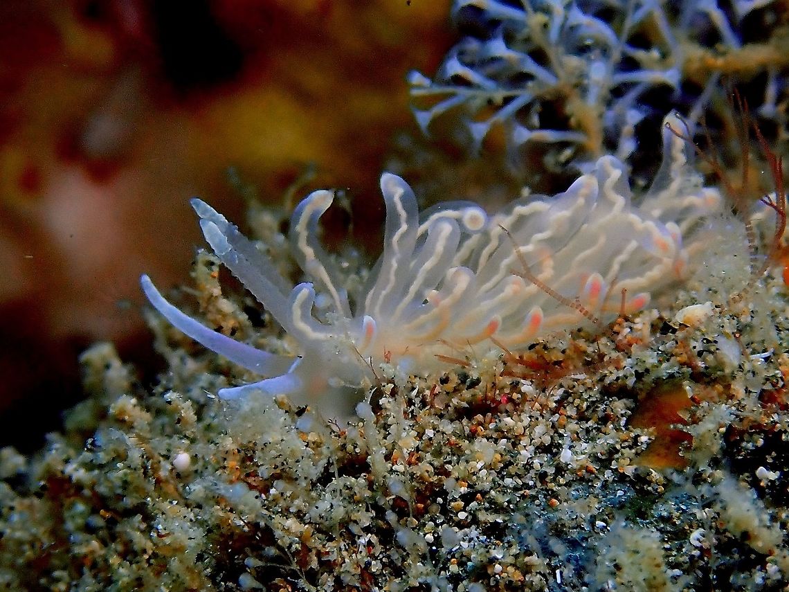 Nudibranch - Phyllodesmium opalescens  Anilao,Batangas,Nudibranch,Philippines,Phyllodesmium opalescens