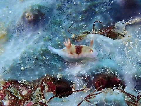Nudibranch - Hypselodoris reidi Anilao,Batangas,Hypselodoris reidi,Nudibranch,Philippines
