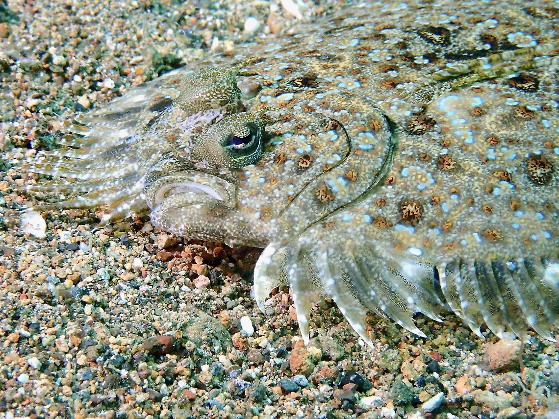 Leopard Flounder - Bothus pantherinus  Anilao,Batangas,Bothus pantherinus,Fish,Flounder,Leopard Flounder,Philippines