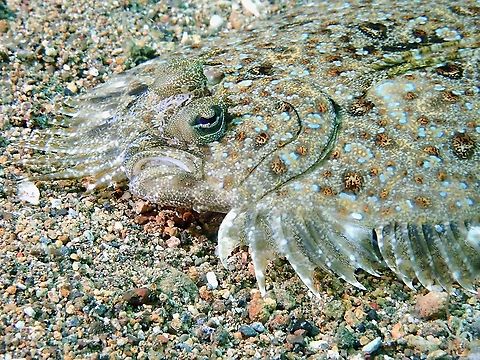 Leopard Flounder - Bothus pantherinus  Anilao,Batangas,Bothus pantherinus,Fish,Flounder,Leopard Flounder,Philippines