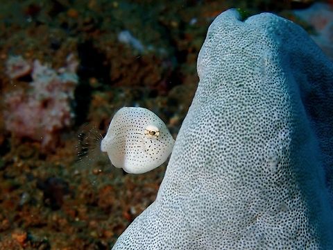 Puffer Filefish - Brachaluteres taylori This small sized Filefish can sometimes be seen 'resting' by using their mouth to 'hold' to substrate as seen in this picture. Anilao,Batangas,Brachaluteres taylori,Filefish,Fish,Philippines,Puffer Filefish,Taylor's Pygmy Leatherjacket