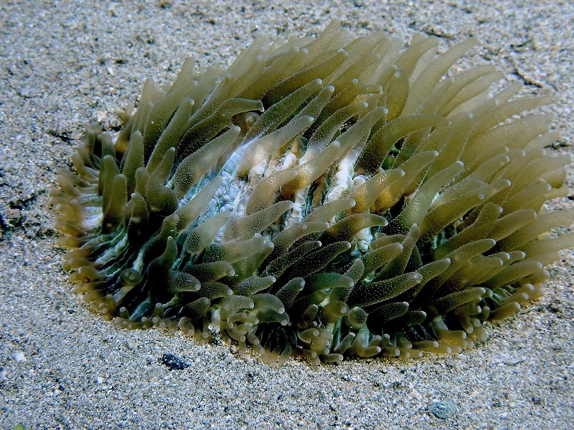 Disc/Mushroom Corals - Cycloseris sp. The tentacles of this Disc/Mushroom Corals are extended, usually it does that when feeding. Anilao,Batangas,Corals,Cycloseris,Cycloseris sp,Dics Corals,Mushroom Corals,Philippines