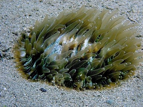 Disc/Mushroom Corals - Cycloseris sp. The tentacles of this Disc/Mushroom Corals are extended, usually it does that when feeding. Anilao,Batangas,Corals,Cycloseris,Cycloseris sp,Dics Corals,Mushroom Corals,Philippines