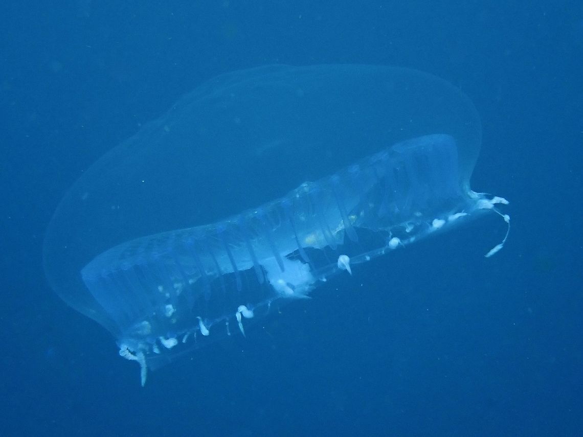 Crystal Jellies - Aequorea sp.  Aequorea,Aequorea sp,Anilao,Batangas,Crystal Jellies,Jellyfish,Philippines