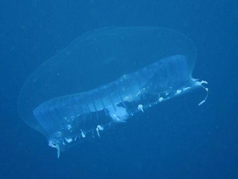 Crystal Jellies - Aequorea sp.  Aequorea,Aequorea sp,Anilao,Batangas,Crystal Jellies,Jellyfish,Philippines
