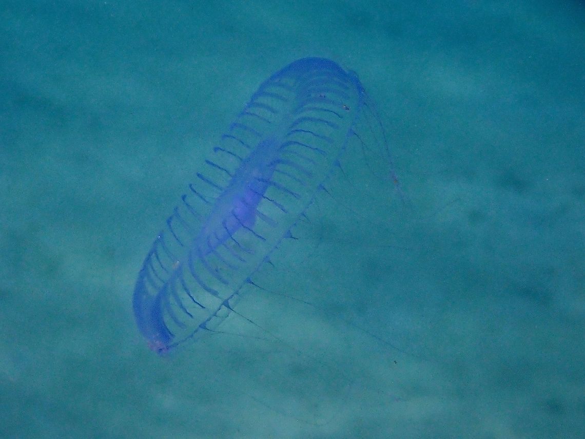 Crystal Jellies - Aequorea sp.  Aequorea,Aequorea sp,Anilao,Batangas,Crystal Jellies,Jellyfish,Philippines