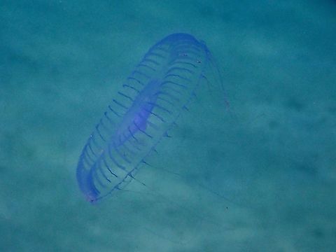 Crystal Jellies - Aequorea sp.  Aequorea,Aequorea sp,Anilao,Batangas,Crystal Jellies,Jellyfish,Philippines