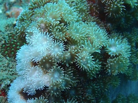 Scroll Corals - Turbinaria peltata (updated ID Duncanopsammia peltata)  Anilao,Batangas,Corals,Disc coral,Duncanopsammia peltata,Philippines,Scroll Corals,Soft Corals,Turbinaria,Turbinaria  peltata